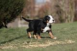 GRAND BOUVIER SUISSE 037